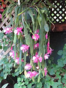 lwvuv garden tour 2014