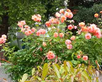 Spring Garden Tour 2018