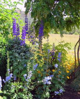 Blues-Yellows-web-35